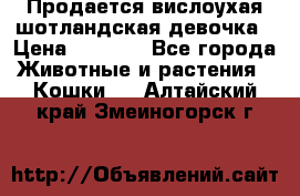 Продается вислоухая шотландская девочка › Цена ­ 8 500 - Все города Животные и растения » Кошки   . Алтайский край,Змеиногорск г.